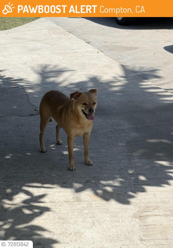Found/Stray Female Dog last seen S caress , Compton, CA 90221