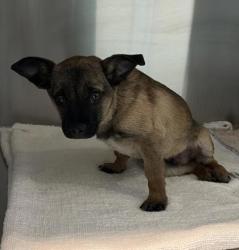 Shelter Stray Male Dog last seen Oakland, CA 94606, Oakland, CA 94601