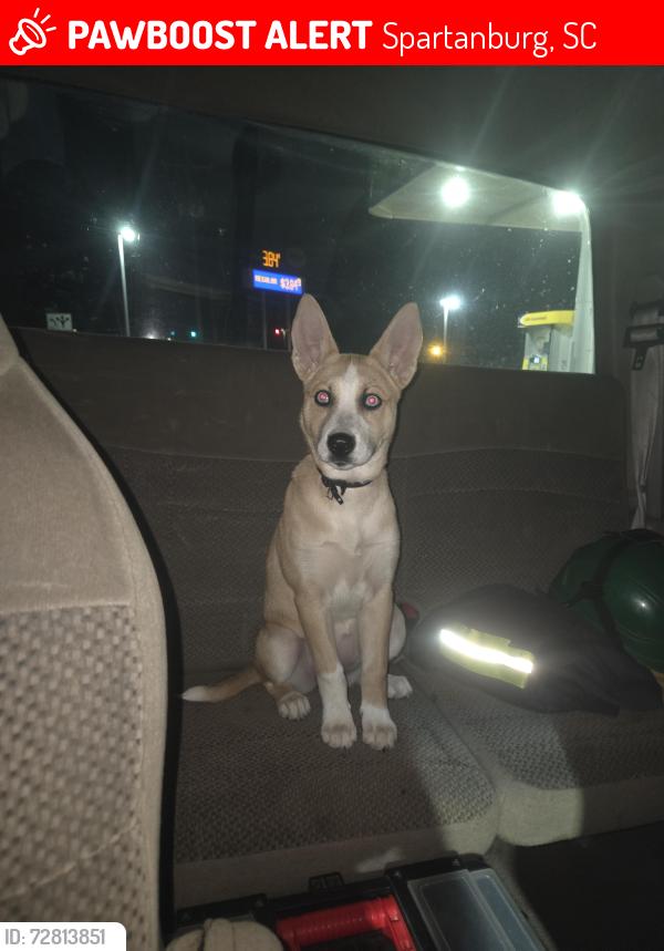 Lost Female Dog last seen Jackson St near circle k Asheville hwy, Spartanburg, SC 29303