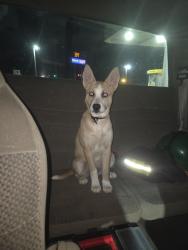 Lost Female Dog last seen Jackson St near circle k Asheville hwy, Spartanburg, SC 29303