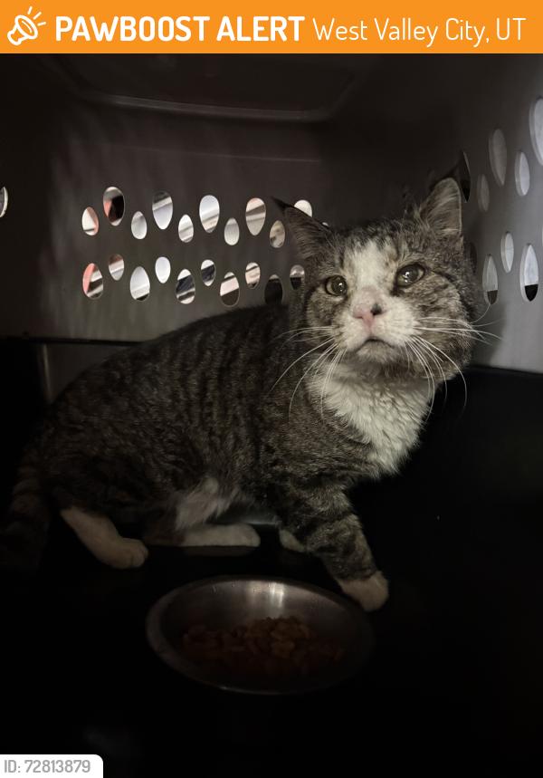 Found/Stray Unknown Cat last seen By the construccion on 1300W, West Valley City, UT 84119