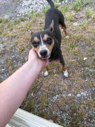 Found/Stray Male Dog last seen Sugarloaf rd , Hendersonville, NC 28792