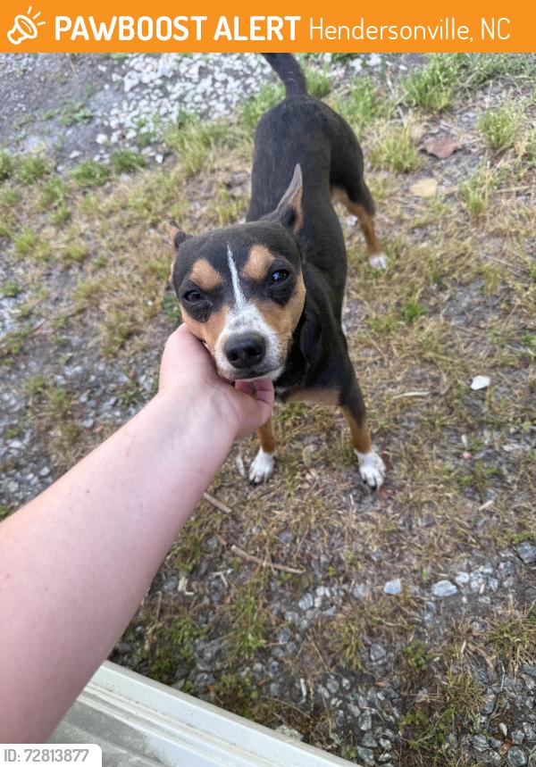 Found/Stray Male Dog last seen Sugarloaf rd , Hendersonville, NC 28792