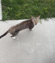 Found/Stray Male Cat last seen Found near Roddfield and Yorktown, Corpus Christi, TX 78414