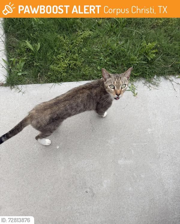 Found/Stray Male Cat last seen Found near Roddfield and Yorktown, Corpus Christi, TX 78414