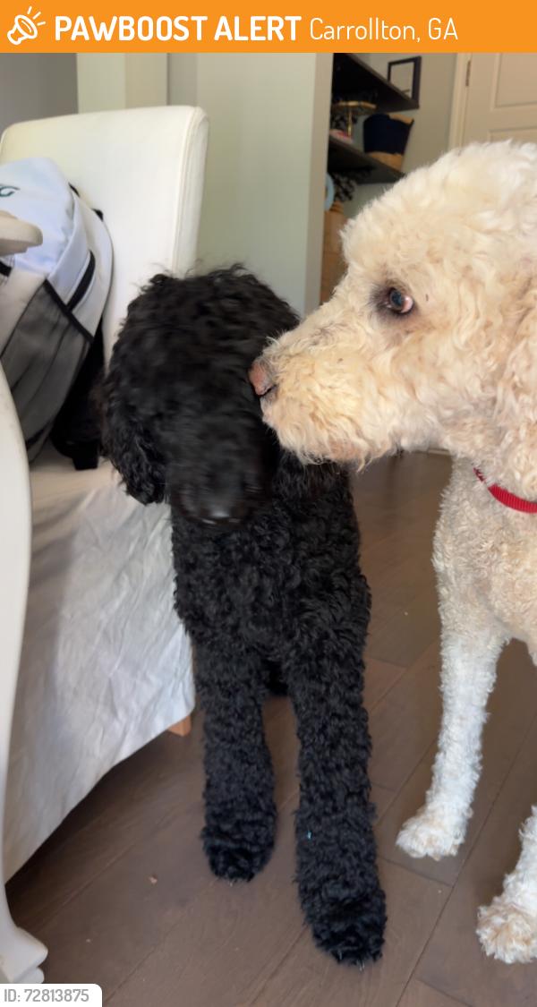 Found/Stray Female Dog last seen Oak Mountain Country Club, Carrollton, GA 30117