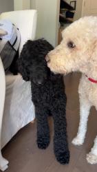 Found/Stray Female Dog last seen Oak Mountain Country Club, Carrollton, GA 30117