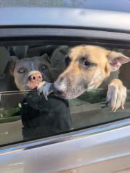 Found/Stray Male Dog last seen Live Oak drive in Dayton , Dayton, OH 45417