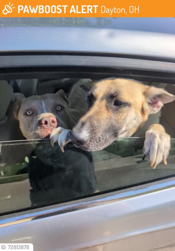 Found/Stray Male Dog last seen Live Oak drive in Dayton , Dayton, OH 45417