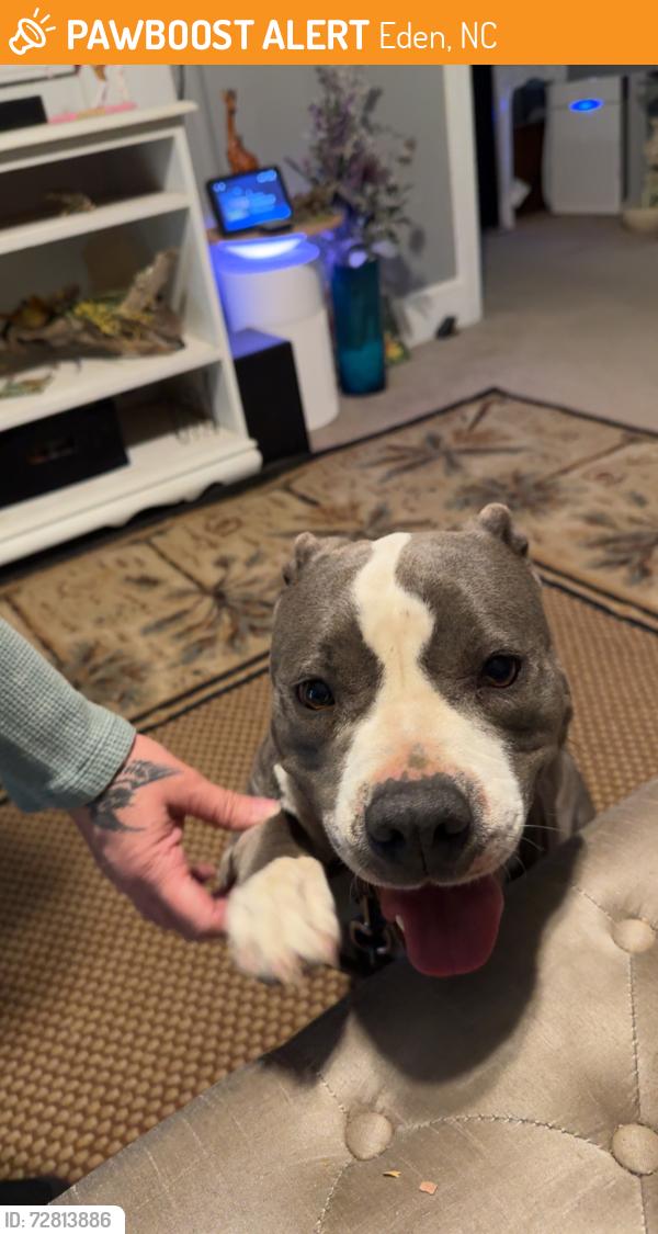 Found/Stray Female Dog last seen Near Country club dr, Eden, NC 27288