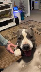Found/Stray Female Dog last seen Near Country club dr, Eden, NC 27288