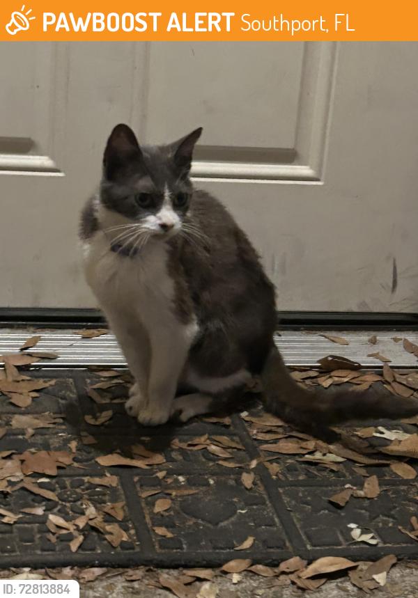 Found/Stray Female Cat last seen On George Lane off Resota in Southport., Southport, FL 32409