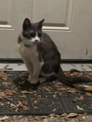 Found/Stray Female Cat last seen On George Lane off Resota in Southport., Southport, FL 32409