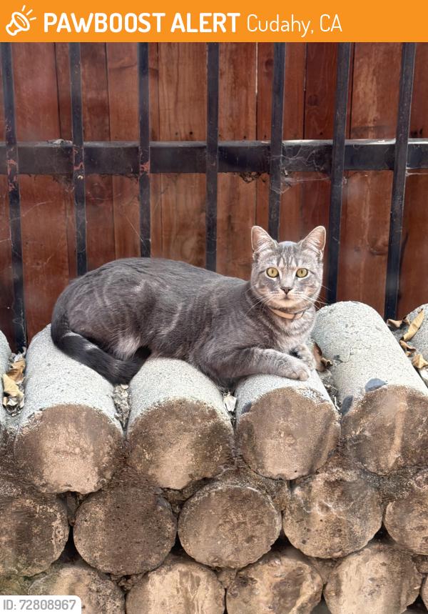 Found/Stray Unknown Cat last seen Live Oak St, Cudahy, CA 90201