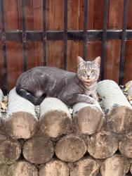 Found/Stray Unknown Cat last seen Live Oak St, Cudahy, CA 90201