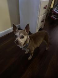 Found/Stray Male Dog last seen hopkins road , Chesterfield County, VA 23237