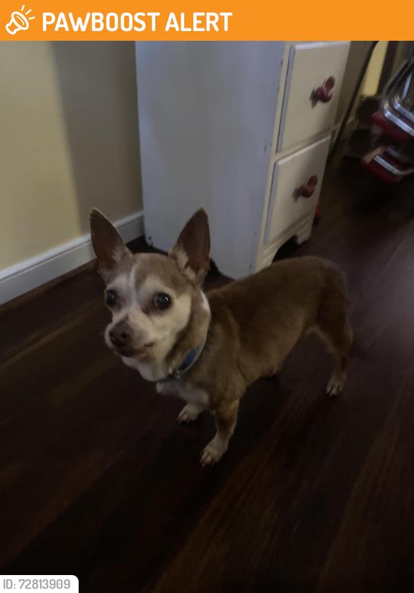 Found/Stray Male Dog last seen hopkins road , Chesterfield County, VA 23237