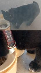 Found/Stray Male Cat last seen Cavendish Drive, Hemet, CA 92545, Hemet, CA 92545