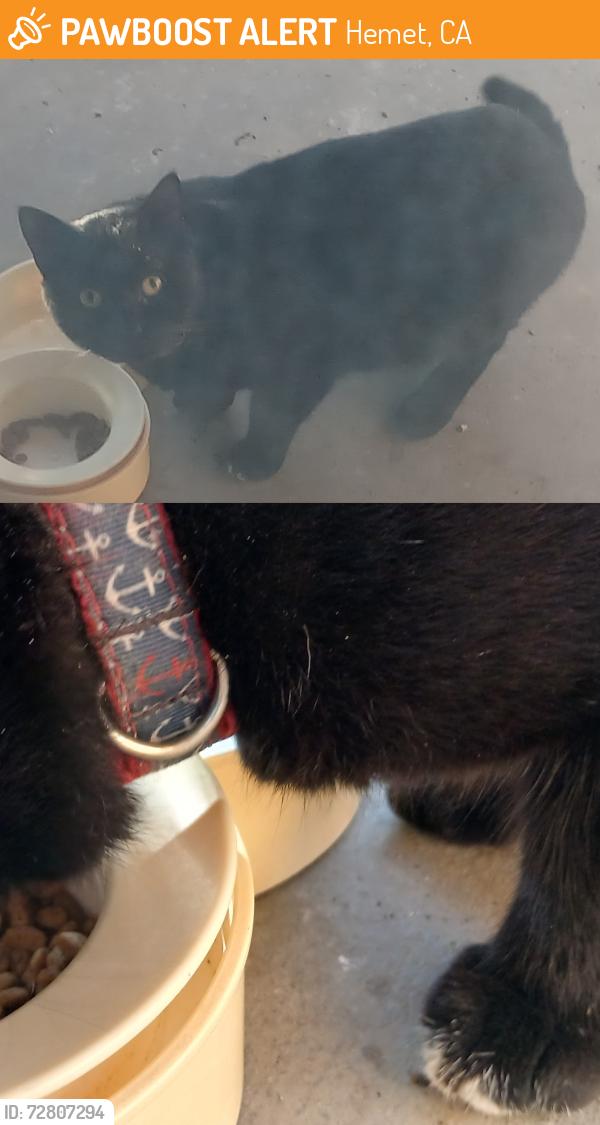 Found/Stray Male Cat last seen Cavendish Drive, Hemet, CA 92545, Hemet, CA 92545