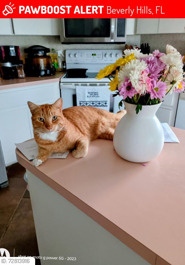 Lost Male Cat last seen Bacall loop rd, Beverly Hills, FL 34465