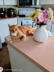 Lost Male Cat last seen Bacall loop rd , Beverly Hills, FL 34465