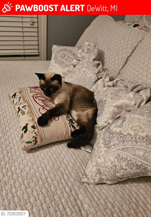 Lost Female Cat last seen Shavey and Hitching Post, DeWitt, MI 48820