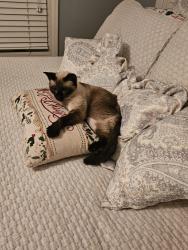 Lost Female Cat last seen Shavey and Hitching Post , DeWitt, MI 48820