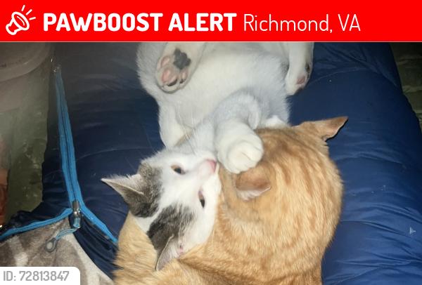 Lost Male Cat last seen Bowe Street, Cathrine Street, right by lombardy kroger, Richmond, VA 23220