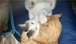 Lost Male Cat last seen Bowe Street, Cathrine Street, right by lombardy kroger, Richmond, VA 23220