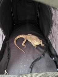 Found/Stray Unknown Reptile last seen Longenbaugh and Greenhouse, Cypress, TX 77433