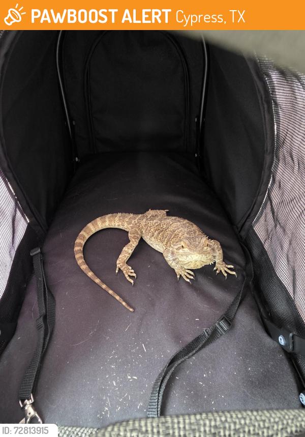 Found/Stray Unknown Reptile last seen Longenbaugh and Greenhouse, Cypress, TX 77433