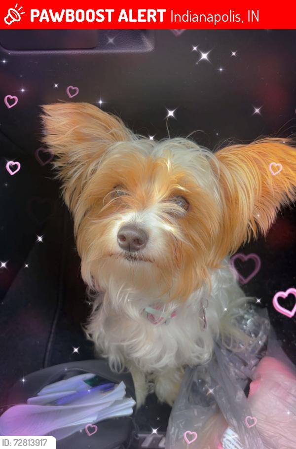 Lost Female Dog last seen Meijers pike plaza off moller rd, Indianapolis, IN 46254