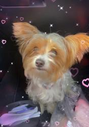 Lost Female Dog last seen Meijers pike plaza off moller rd, Indianapolis, IN 46254