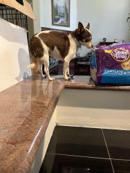 Found/Stray Female Dog last seen 21st St and O’’Malley, Upland, CA 91784