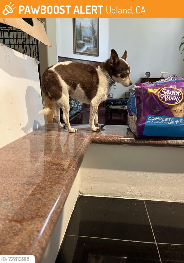 Found/Stray Female Dog last seen 21st St and O’’Malley, Upland, CA 91784