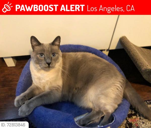 Lost Male Cat last seen 13th + S Averill Ave, Los Angeles, CA 90732