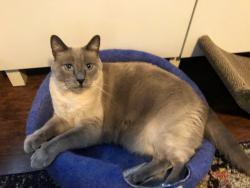 Lost Male Cat last seen 13th + S Averill Ave, Los Angeles, CA 90732