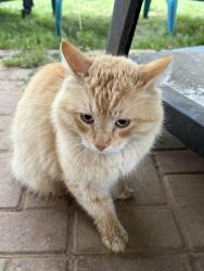 Found/Stray Unknown Cat last seen Bald Eagle Run, Madison County, TN 38362