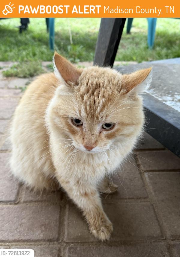 Found/Stray Unknown Cat last seen Bald Eagle Run, Madison County, TN 38362