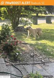 Lost Male Dog last seen Near hillside dr, Roebuck, SC 29376