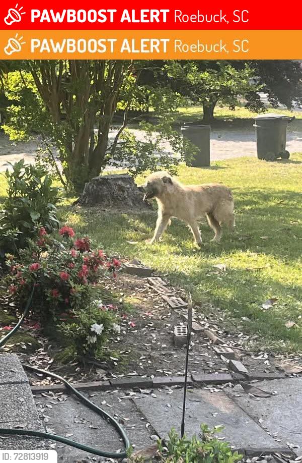 Lost Male Dog last seen Near hillside dr, Roebuck, SC 29376
