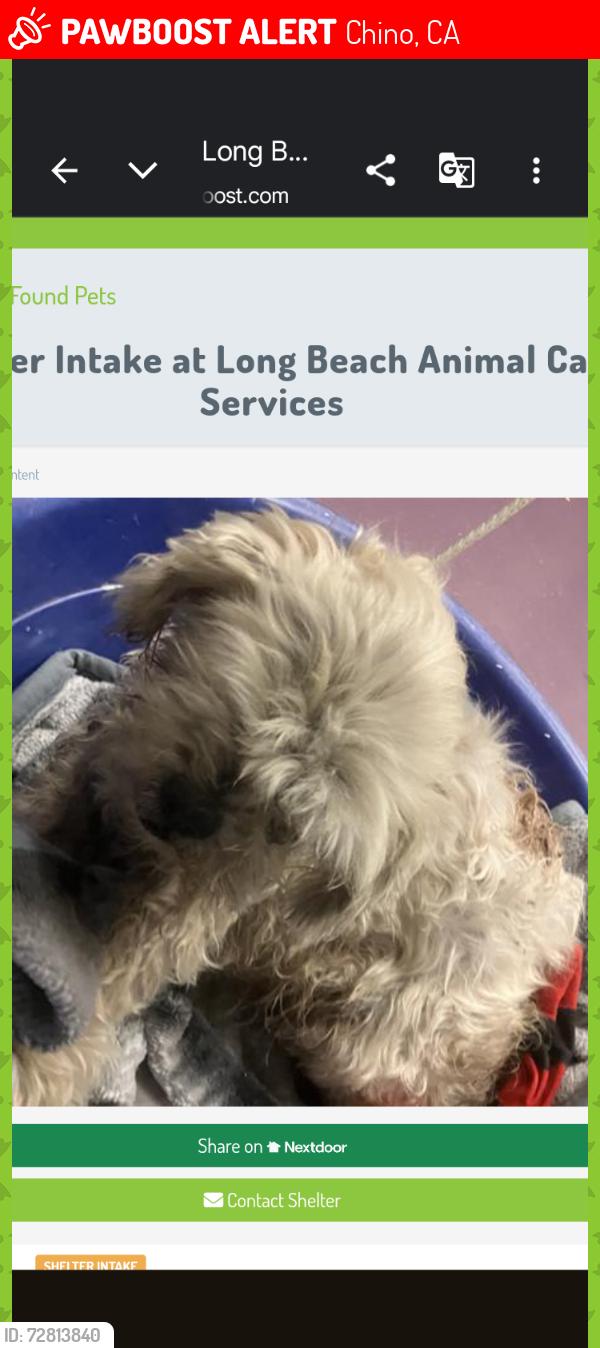 Lost Male Dog last seen Central Ave/Phillips Montclair ca Central, Chino, CA 91710