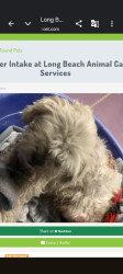 Lost Male Dog last seen Central Ave/Phillips Montclair ca Central, Chino, CA 91710