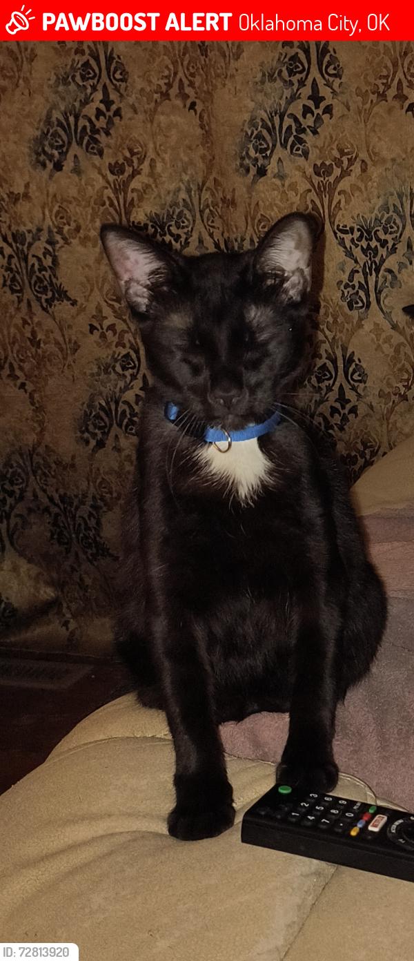 Lost Male Cat last seen NW 13th & Sterling , Oklahoma City, OK 73127