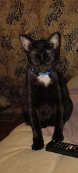 Lost Male Cat last seen NW 13th & Sterling , Oklahoma City, OK 73127