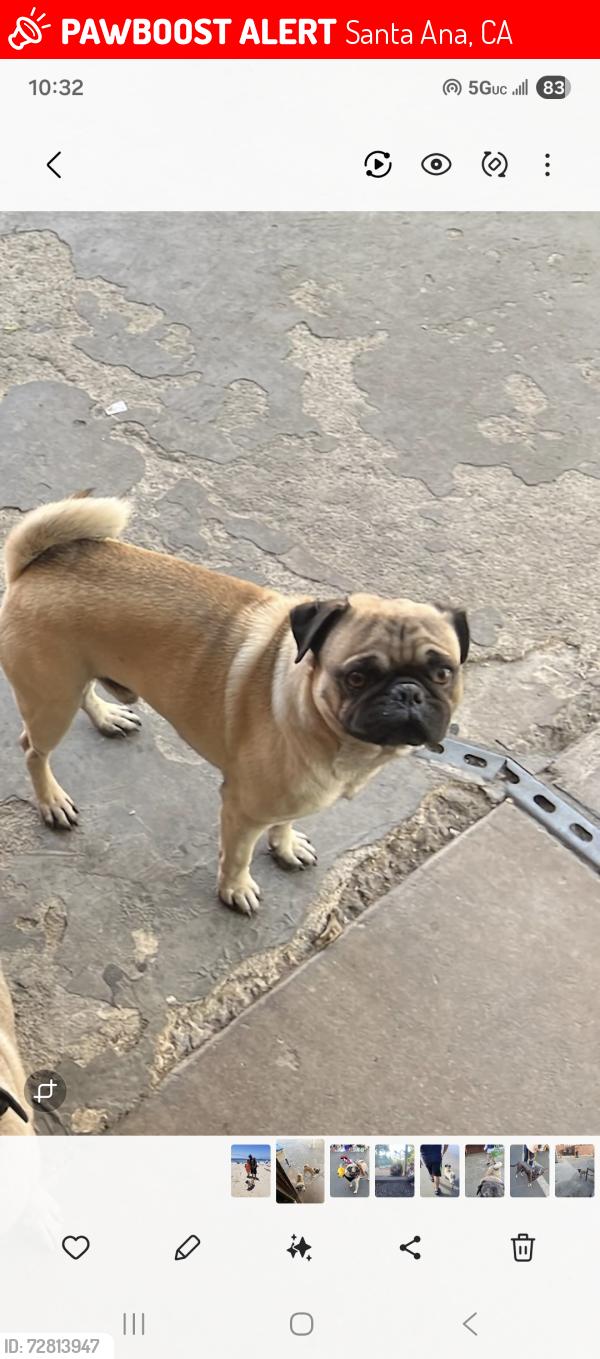 Lost Male Dog last seen Raitt and raymar st , Santa Ana, CA 92703