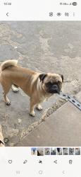 Lost Male Dog last seen Raitt and raymar st , Santa Ana, CA 92703