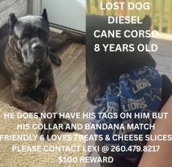 Lost Male Dog last seen Kroemer Rd., Fort Wayne, IN 46808