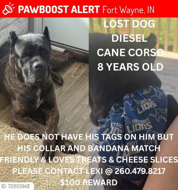 Lost Male Dog last seen Kroemer Rd., Fort Wayne, IN 46808
