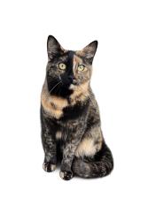Lost Female Cat last seen Eden Ranch, Sanger, CA 93657